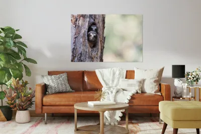 Northern Saw-Whet Owlets Reproduction