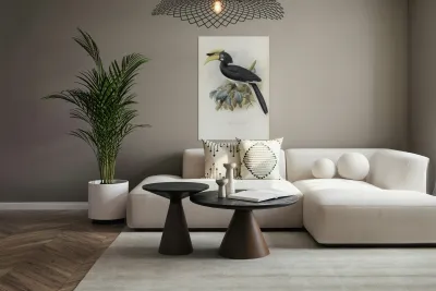 Anthracoceros convexus 1882 Reproduction