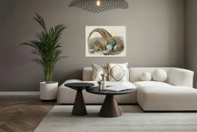 Thaumalea Amherstiæ. 1872 Reproduction