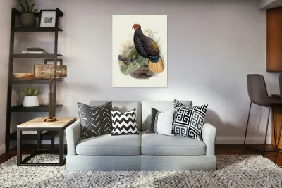 Euplocamus Pyronotus 1872 Reproduction