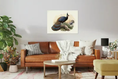 Polyplectron emphanum. 1872 Reproduction