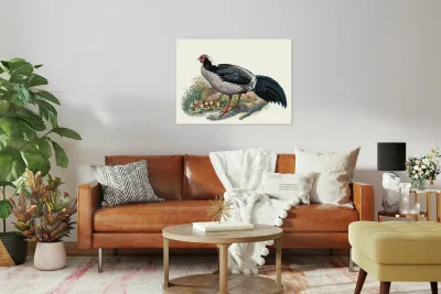 Euplocomus albo-cristatus. 1872 Reproduction