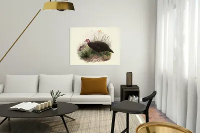 Phasidus Niger 1872 Reproduction