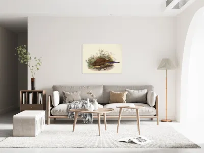 Polyplectron chalcurum. 1872 Reproduction