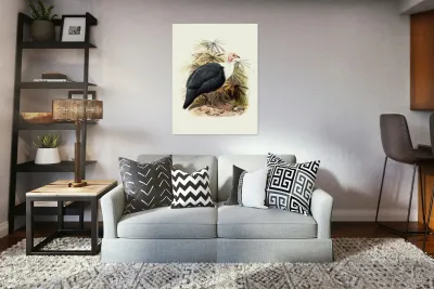 Agelastes meleagrides. 1872 Reproduction