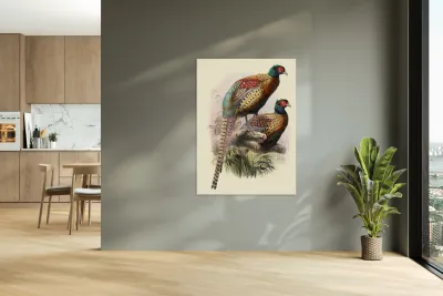 Phasianus Deccollatus 1872 Reproduction