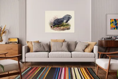 Crossoptilon auritum. 1872 Reproduction