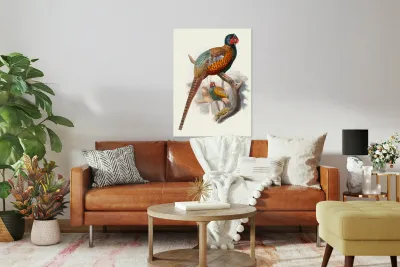 Phasianus elegans. 1872 Reproduction