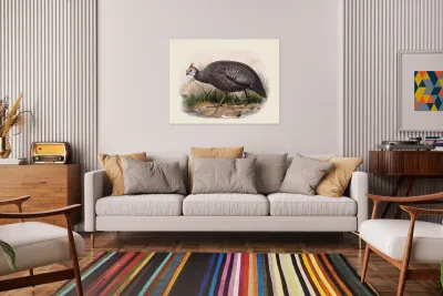 Numida ptilorhyncha. 1872 Reproduction