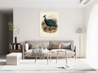 Numida plumifera. 1872 Reproduction