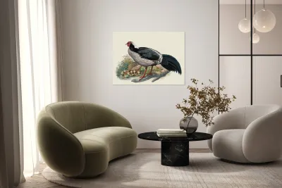 Euplocomus albo-cristatus. 1872 Reproduction