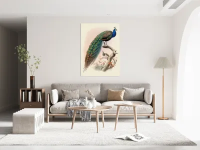 Pavo cristatus. 1872 Reproduction