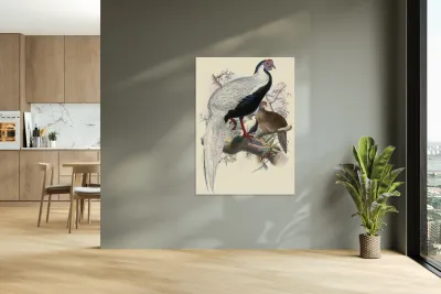 Euplocomus nycthemerus. 1872 Reproduction