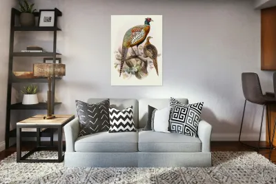 Phasianus formosanus. 1872 Reproduction