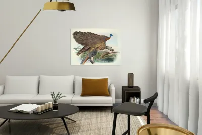 Argus Grayi. 1872 Reproduction