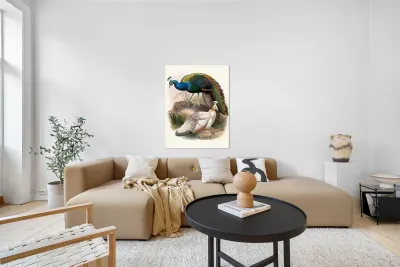 Pavo nigripennis. 1872 Reproduction