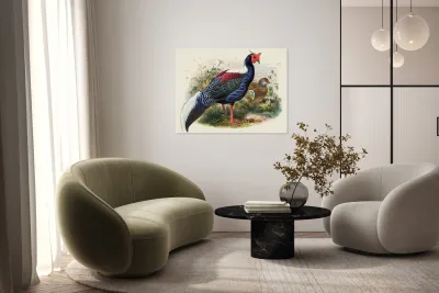 Euplocomus Swinhoei. 1872 Reproduction