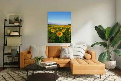 Sunflower Field of Sunshine Reproduction