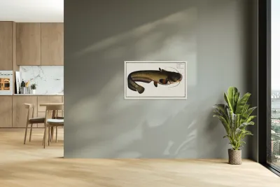 Sheat-fish Silurus Glanis Reproduction