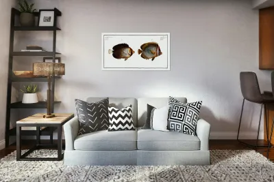 1. Collar Chaetodon Collare 2. Mulatto Chaetodon mesoleucus Reproduction