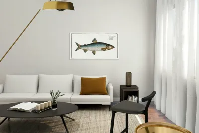 Gwiniad Salmo Lavaretus Reproduction