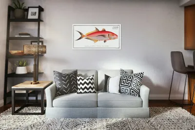 Red Mackrel Scomber ruber Reproduction