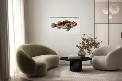 Poisonnet Grooper Scorpaena Scrofa Reproduction