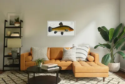 Tench Cypirnus Tinca Reproduction