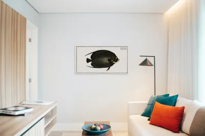 Variegated Angel-fish Chaetodon Paru Reproduction