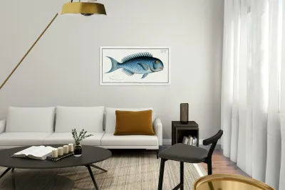 Bleu-Fish Coryphaena coerulea Reproduction