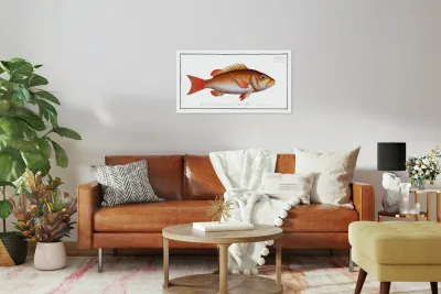 Dogs-tooth Sparus Cynodon Reproduction