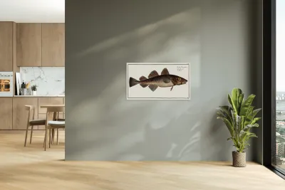 Dorsh Gadus Callarias Reproduction