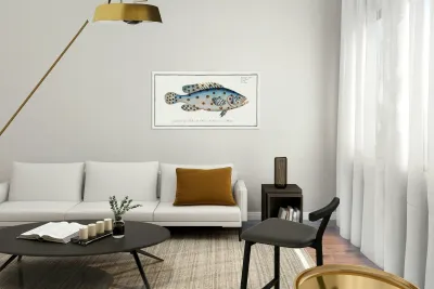 Argus Anthias Argus Reproduction