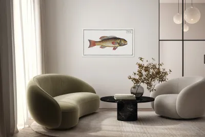 Maculated Bodian Bodianus maculatus Reproduction