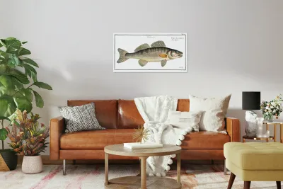 Picke-Perch Perca Lucioperca Reproduction