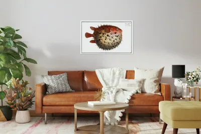 Prickly Bottlefish Diodon orbicularis Reproduction