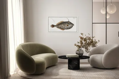 Mingo Balistes Monoceros Reproduction