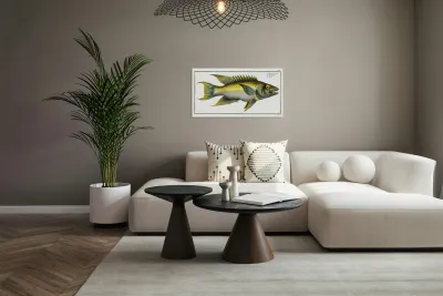 Sparus falcatus Reproduction