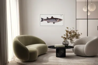 Mullet Mugil cephalus Reproduction