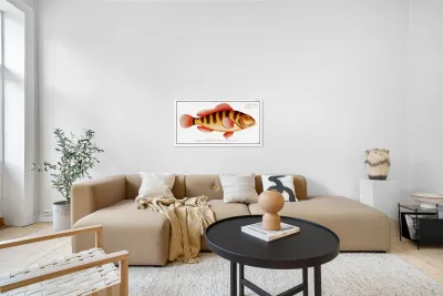 Streaked Grunt Anthias striatus Reproduction