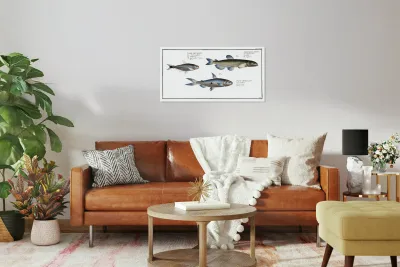 1. Capelan Salmo groenlandicus 2. Tail-spotted Salmon Salmo melanurus 3. Curimate Salmo unimaculatus Reproduction