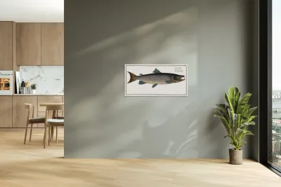 Male-Salmon Salmo Salar Mas Reproduction