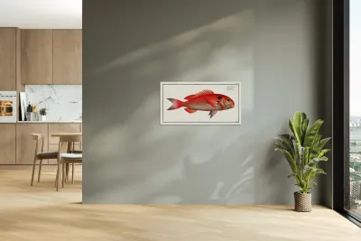 Sea-Bream Sparus Pargus Reproduction