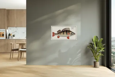 Perch Perca Fluviatilis Reproduction