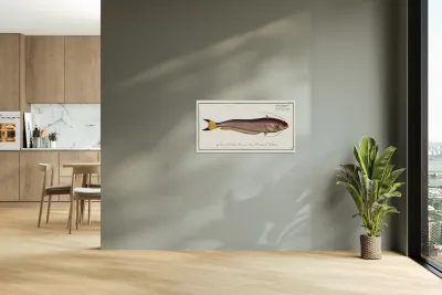 Bimaculated Silure Silurus bimaculatus Reproduction