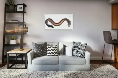 Electric-Eel Gymnotus Electricus Reproduction