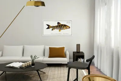 Streaked Salmon Salmo fasciatus Reproduction