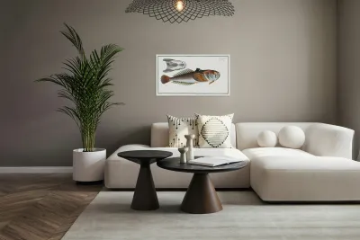 Star-Gazer Uranoscopus Scaber Reproduction