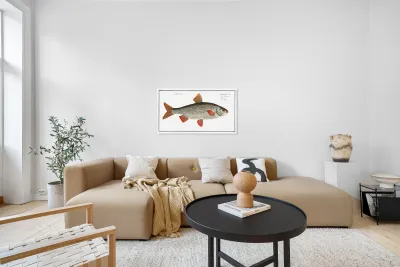 Roach Cyprinus Rutilus Reproduction