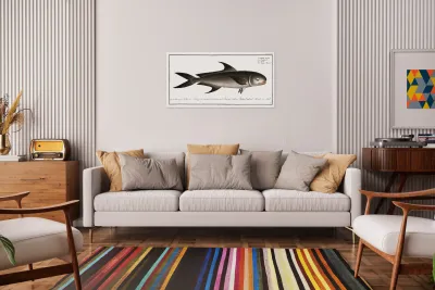 Negro-Mackrel Scomber niger Reproduction